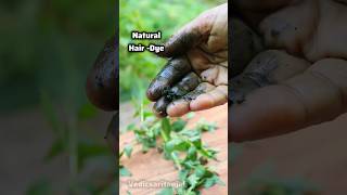 Ep30 of Vedic Recipes BhringarajNatural Hairdye HerbBest for Greyhairdandruff amp Scalp issues [upl. by Robbins176]