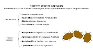 Inmunología 05 Reacción antígenoanticuerpo [upl. by Assyli]