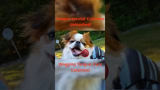 Adorable Dog Shows Off Long Wagging Tongue in Cute Video LabShepTV [upl. by Christie]