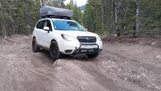 Lifted Forester offroad hill [upl. by Lrub]