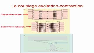 Le Couplage excitation contraction [upl. by Wallinga626]