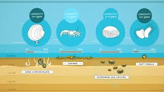 Benthic animal traits [upl. by Kumler]