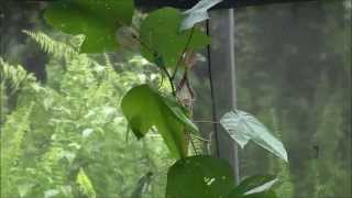 Bats Are Acoustically Attracted to Mutualistic Carnivorous Plants [upl. by Schnell459]