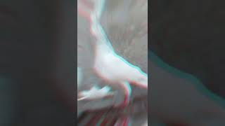 Napta full shera pigeon viralvideo pigeon kabutor bird [upl. by Walston220]