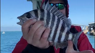 Late Spring Sheepshead Fishing  Nags Head NC  NC Saltwater Fishing  Oregon Inlet Fishing [upl. by Apilef541]