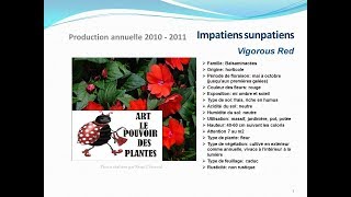 conseils jardin Impatiens sunpatiens Vigorous red fiche technique plante annuelle [upl. by Atnaloj]