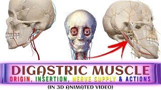 Digastric Muscle in 3D ANIMATION Origin Insertion Actions Nerve Supply  Head amp Neck Anatomy [upl. by Nnylaehs710]