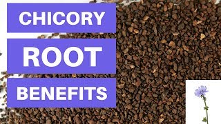 Chicory Root Benefits And Side Effects  Is Chicory Root Fiber Good For You [upl. by Enyawed]