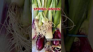 Grow Fresh amp Organic Spring Onion in Your Kitchen Garden onion springonions kitchengarden [upl. by Jessi]