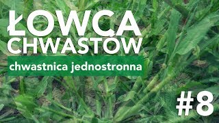 Łowca Chwastów odc 8 – chwastnica jednostronna [upl. by Tillford]