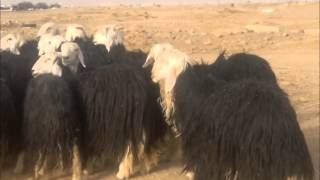 اغنام نجديه اغنام غازي العتيبي Najdi sheep‎ [upl. by Aligna]