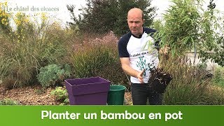 Comment planter un bambou en pot [upl. by Phillie]