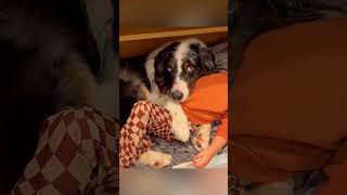 cat dog dogs cut cute love lovecats lovedogs funny virla viralvideo foryou foryoupage [upl. by Cathrine]