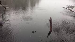 Snow Falls On Eagle Pond In Cotuit [upl. by Grindlay]