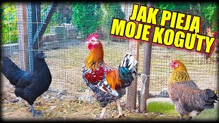 Kukuryku Jak pieją moje koguty  How my roosters crow [upl. by Euqinaj]