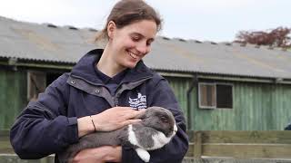 STUDY animal management at Duchy College Stoke Climsland [upl. by Farl]