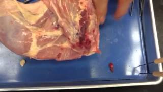 Prof Wilson chicken leg dissection part 1 [upl. by Dralliw649]