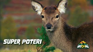 09 Super Poteri – NATOONS Cuccioli Curiosi [upl. by Elleb582]