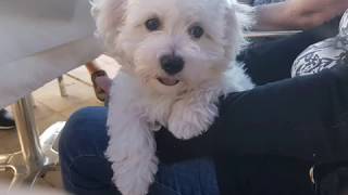 Bichon maltais Obelix les 6 premiers mois [upl. by Sgninnej]