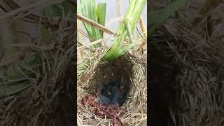 Babies Bird Eating Worm in Nest 023 birdfeed nature electriceels birdfeeder birdslover [upl. by Chamberlain]