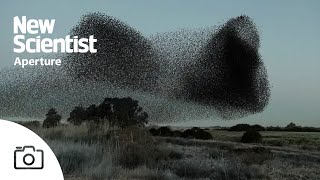 Watch mesmerising footage of starling murmurations from around Europe [upl. by Erek410]