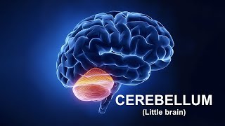 Cerebellum Part 1 Prof Dr Md Ashfaqur Rahman [upl. by Hillman]