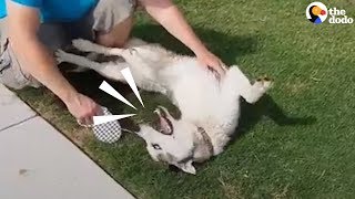 STUBBORN Husky Refuses To Leave Park  The Dodo [upl. by Kalle]