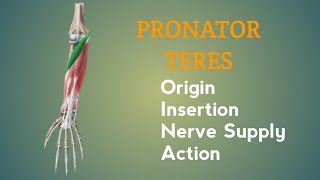 Pronator Teres Muscle  Origin  Insertion  Nerve Supply  Action  by Physiotrav [upl. by Lockwood]