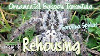 Rehousing The Ornamental Baboon Tarantula H Maculata [upl. by Cleavland]