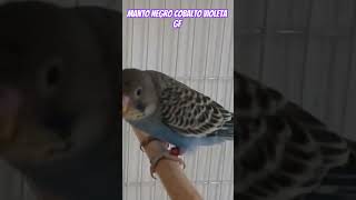 Manto negro Cobalto violeta GF [upl. by Hamlen]