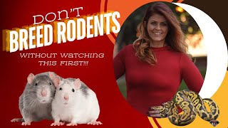 Full Tutorial and Hot Tips for Rodent Breeding [upl. by Penthea]