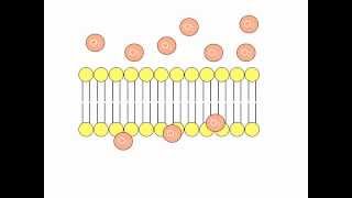 Simple Diffusion Animation [upl. by Rolfe]