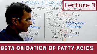 Beta Oxidation of Fatty acids lecture 3 [upl. by Diraj761]