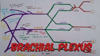 L8  Brachial Plexus Part 1  Roots Trunks Divsions amp Cords  Axilla  Upper limb Human anatomy [upl. by Hoeve]