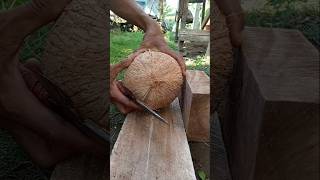 Giant coconut  how to remove coconut from Shell [upl. by Bakeman]