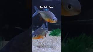 Red Belly Pacu piranha redbellypiranha fish aquariumfish sand [upl. by Bamby]