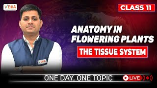 The Tissue System  Anatomy in Flowering Plants  class 11  Biology  One Day One Topic [upl. by Yralih125]