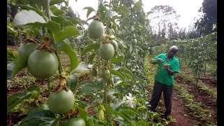 PART 33 AZ OF PASSION FRUIT FARMING [upl. by Hock549]