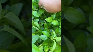 I chew on this plant when I have a toothache to relieve pain shorts medicinalplants plants herbs [upl. by Ecila]