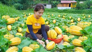 Harvesting Muskmelon and Cucumber Goes to market sell  Nhất Daily Life [upl. by Sitoiyanap527]