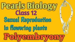 Polyembryony in Flowering Plants [upl. by Neurath200]