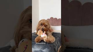 🤷🏼‍♀️ maltipoo dogsofyoutube maltipoodog maltipoos [upl. by Neff]