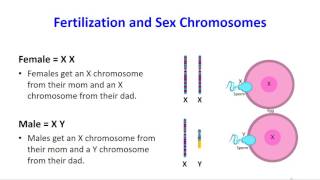 Homologous Chromosomes [upl. by Cogswell389]