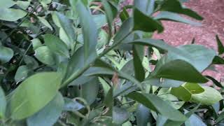 רוסקוס בגינה Ruscus aculeatus [upl. by Korey212]