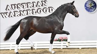 TOP Beautiful Austrian Warmblood Horse in the World [upl. by Akkina]