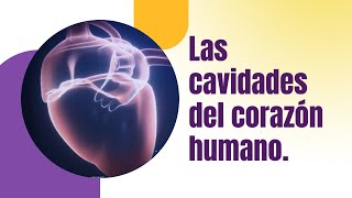 Las cavidades del corazón humano [upl. by Ellehs]