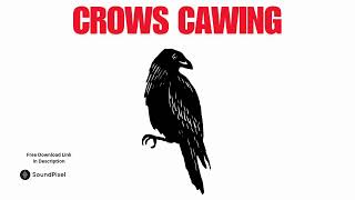 Crows Cawing Sound Effects  Free Download Copyright Free [upl. by Reg]