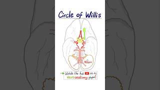 🧠 Circle of Willis  Arterial Supply of the Brain…anatomy neuroanatomy biology science mbbs [upl. by Vevay]