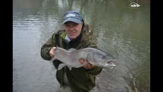 TrailerHucho fishing on Krivaja River [upl. by Mun]