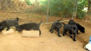 Shar Pei Lab Pups [upl. by Saltzman]